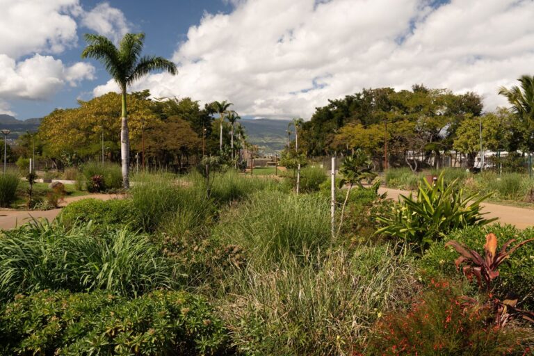 Jardin paysager et palmiers du Mail Oasis